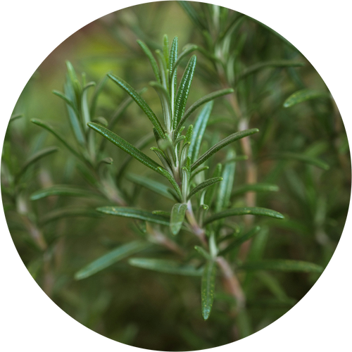 How Rosemary Oil Supports Hair Growth